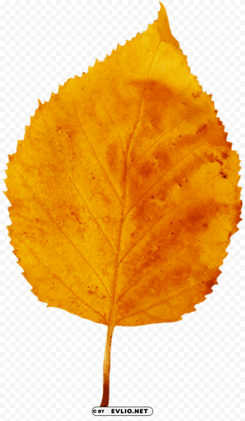 fall leaf Transparent PNG image free