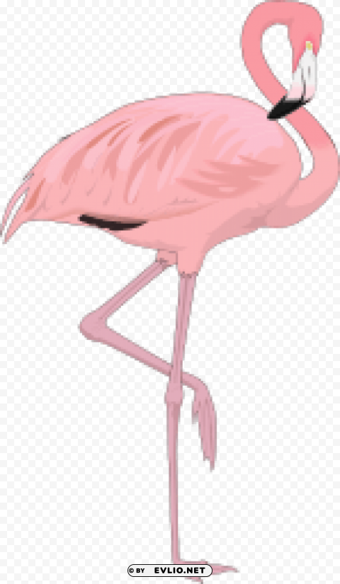 flamingo Clear PNG pictures comprehensive bundle