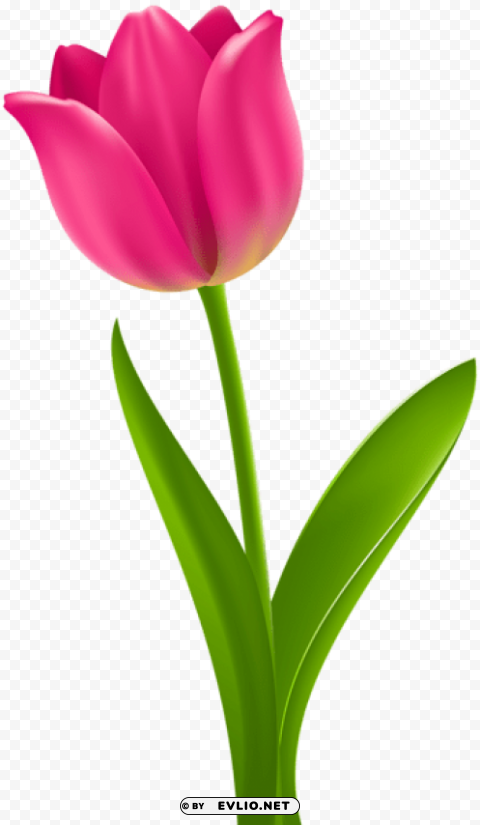 pink tulip Transparent Background PNG Isolated Illustration