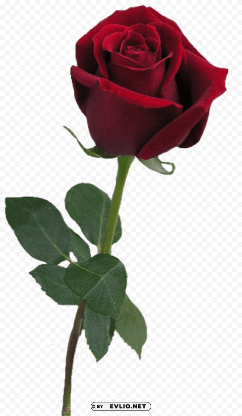 red rose bud Clean Background Isolated PNG Object