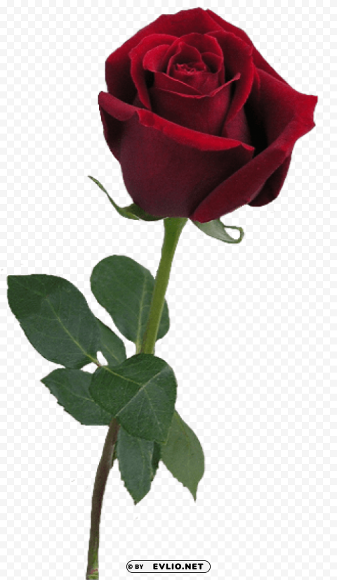 PNG image of red rose bud Clean Background Isolated PNG Object with a clear background - Image ID 5b68b52a