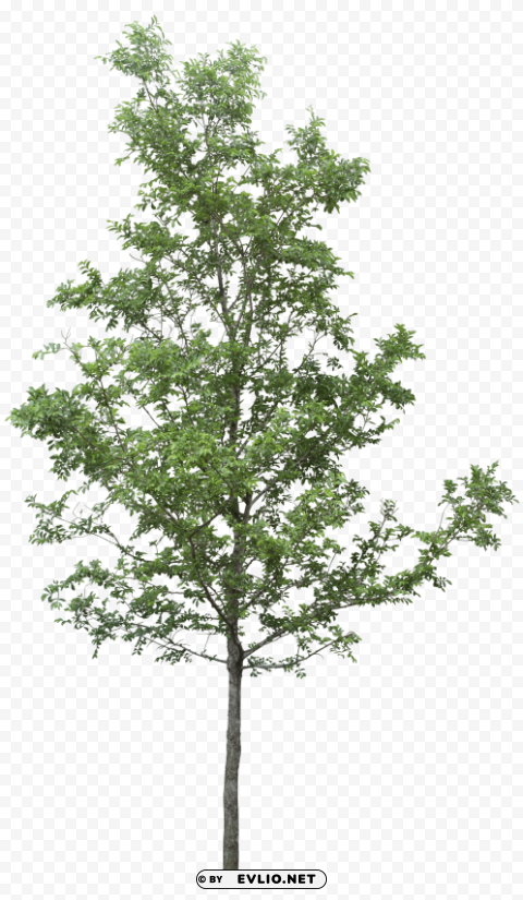 tree PNG images with no watermark