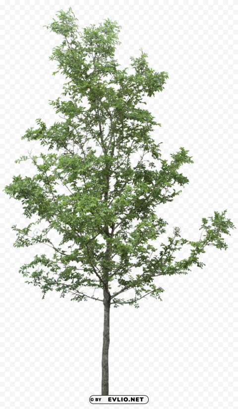 PNG image of tree Transparent Background Isolated PNG Character with a clear background - Image ID 7293fa39