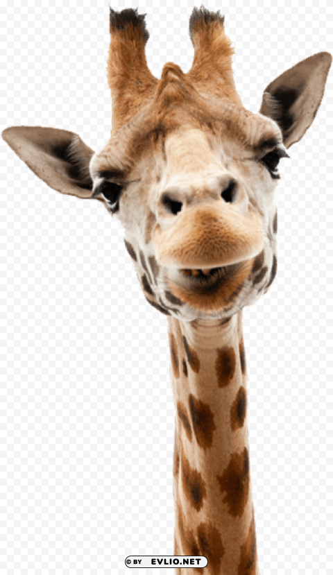 giraffe ClearCut PNG Isolated Graphic png images background - Image ID aab8c535