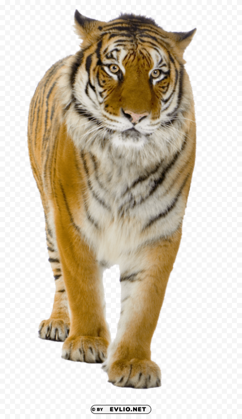 male yellow tiger PNG Isolated Subject with Transparency