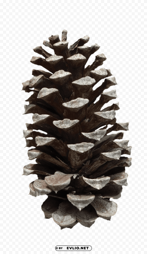 pine cone High-quality transparent PNG images