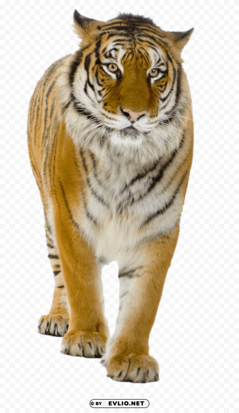 tiger close up PNG for educational projects