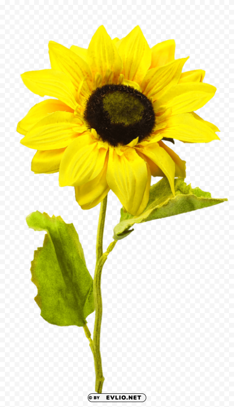 sunflower PNG images with no background assortment