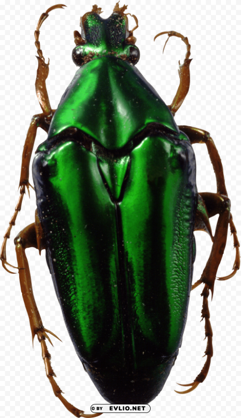 bug green Isolated PNG Object with Clear Background