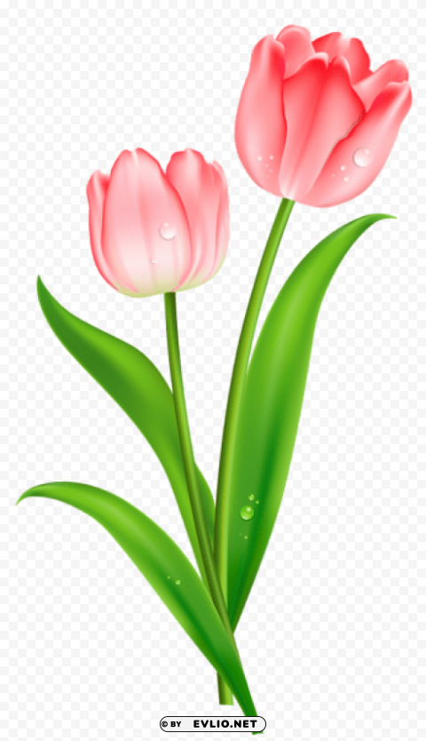 pink tulips PNG cutout