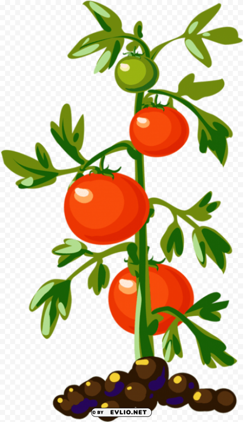 tomato plant Transparent PNG images for design PNG transparent with Clear Background ID f9891dae