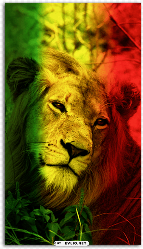 lion mobile wallpaper hd PNG download free PNG transparent with Clear Background ID 73dab37d