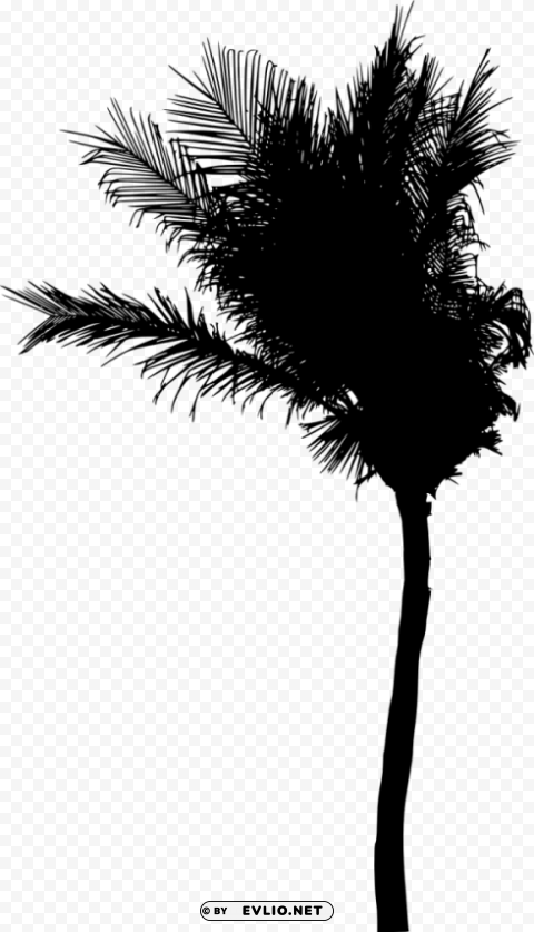 Palm Tree Silhouette Clear Background Isolation In PNG Format