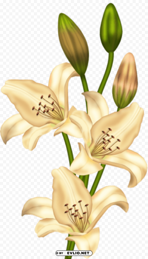 cream lilium PNG images with no background necessary