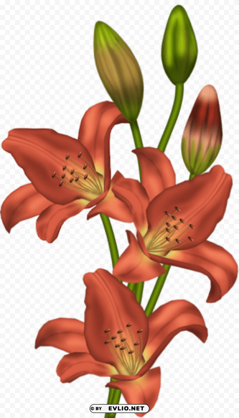 orange lilium PNG images with no background free download