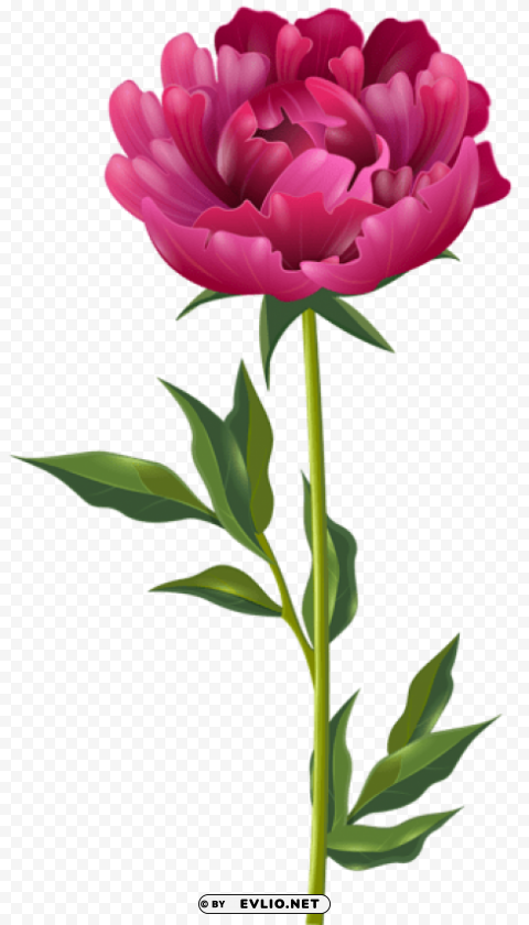 PNG image of pink peony PNG images with high-quality resolution with a clear background - Image ID 968432bf