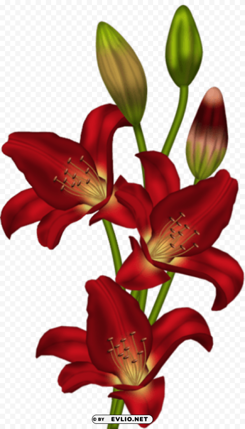 red lilium PNG images with no background needed