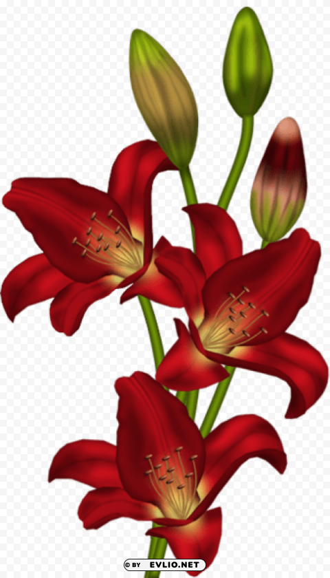 Red Lilium PNG Images With No Background Needed