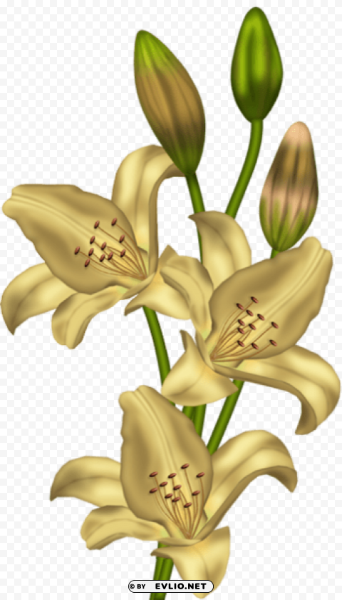 yellow lilium PNG images with no limitations