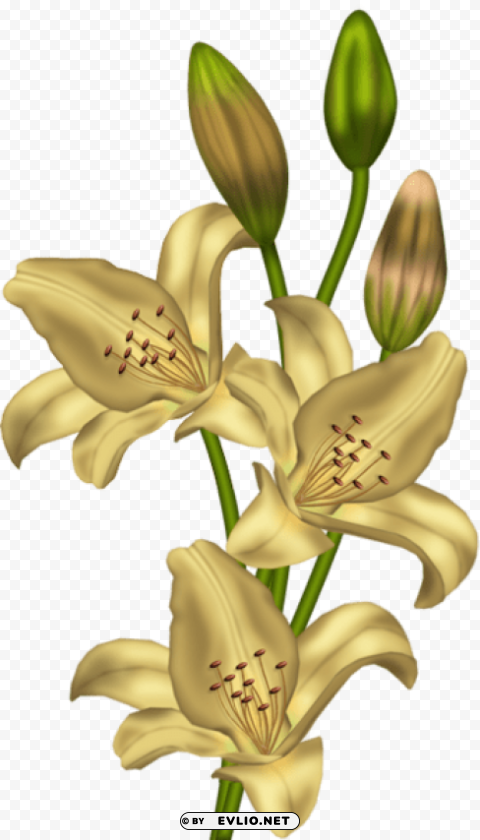 Yellow Lilium PNG Images With No Limitations