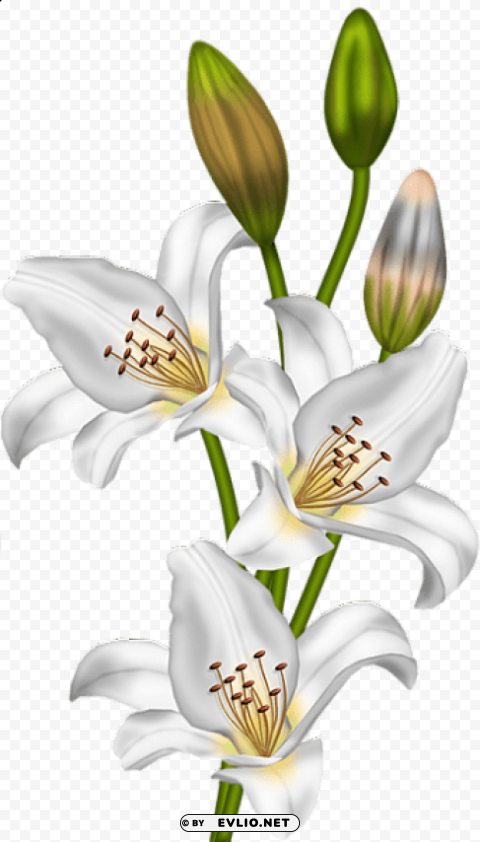 Lilium Regale PNG Images With No Background Assortment