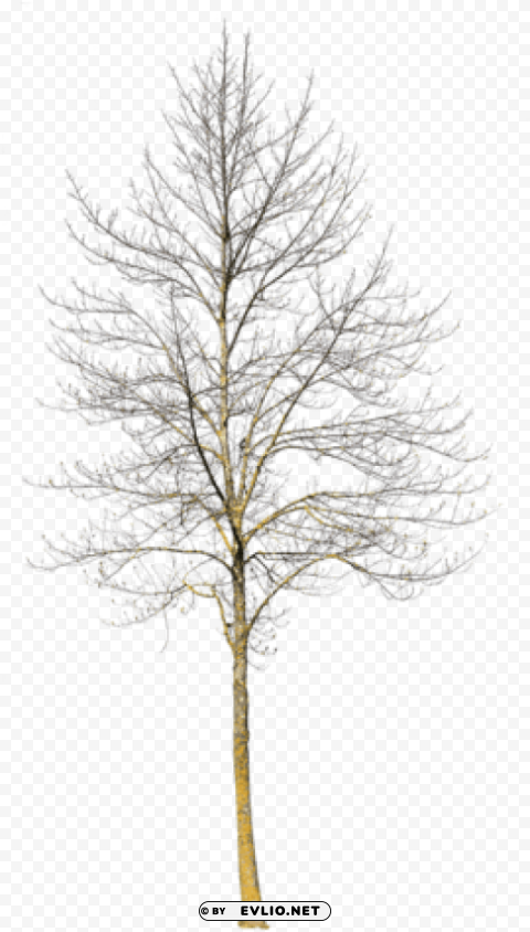 deciduous trees in winter PNG images without watermarks PNG transparent with Clear Background ID 3ade1a2a
