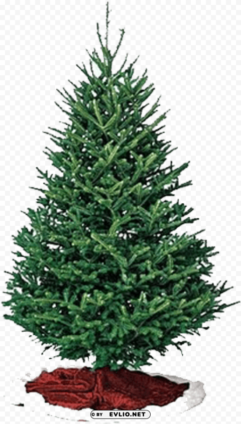 offering two varieties to choose from all oregon farmed - fraser pine christmas tree PNG Image Isolated with Transparent Detail PNG transparent with Clear Background ID 18bafb1c