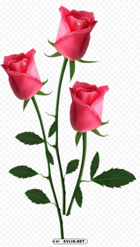 beautiful transparent pink rosespicture Clear Background PNG Isolated Graphic Design