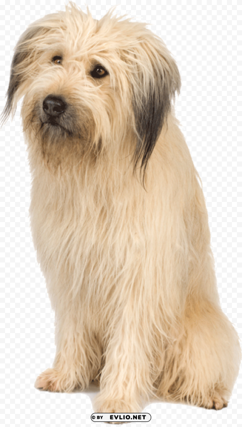dog PNG download free png images background - Image ID 12865c35