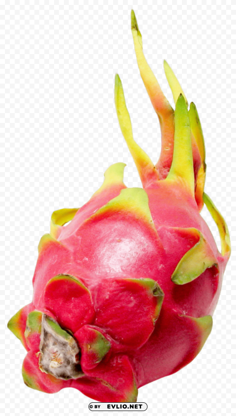 dragon fruit Isolated Graphic on Clear Background PNG