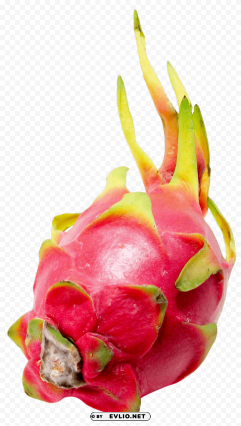 PitaPitaya or Dragon Fruit Isolated Character in Clear Transparent PNG