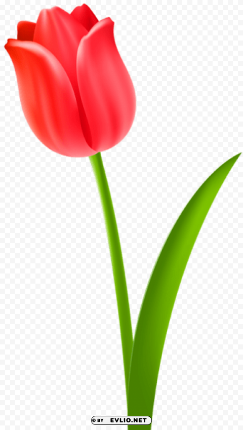 red tulip Transparent Background PNG Isolated Icon