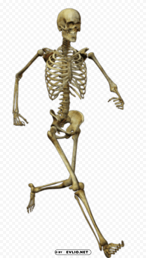 Transparent background PNG image of running skeleton Isolated Item on HighResolution Transparent PNG - Image ID 7aeeb993