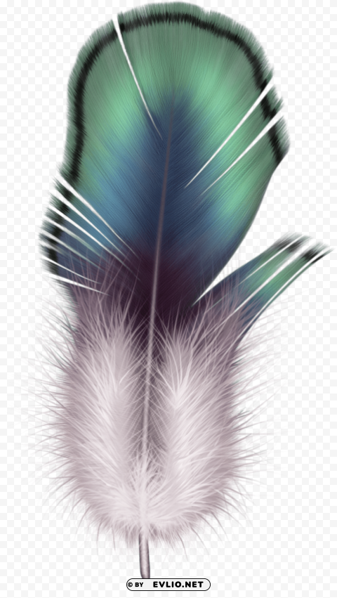 feather Transparent Background Isolated PNG Art