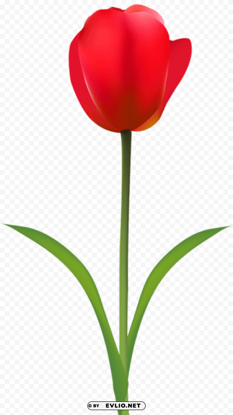 red tulip transparent Isolated Element with Clear PNG Background