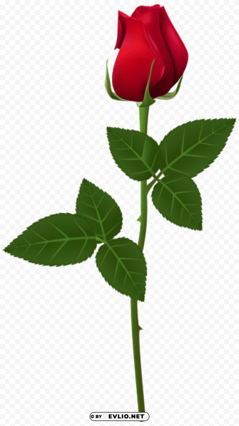 rose PNG for digital design