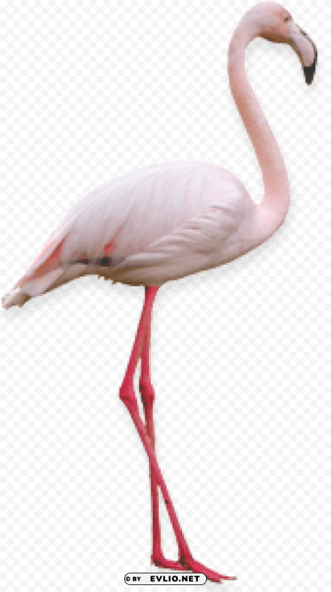 flamingo Free download PNG with alpha channel