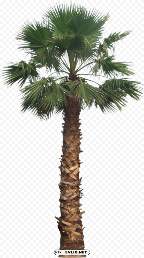 california palm tree PNG transparency images PNG transparent with Clear Background ID 964b7f83