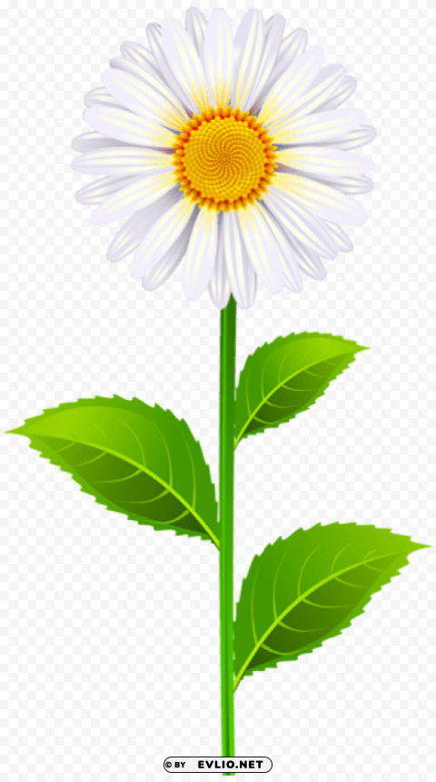 PNG image of marguerite PNG images free download transparent background with a clear background - Image ID 2aea934f