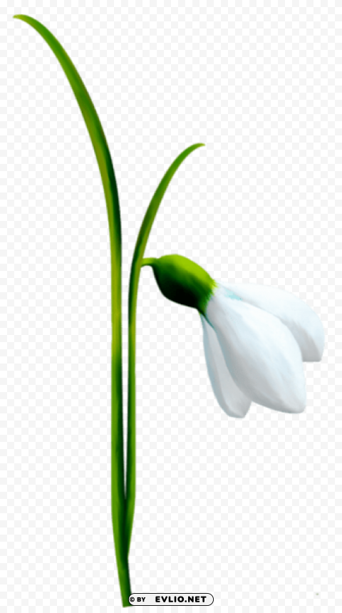 snowdrop PNG files with no background assortment