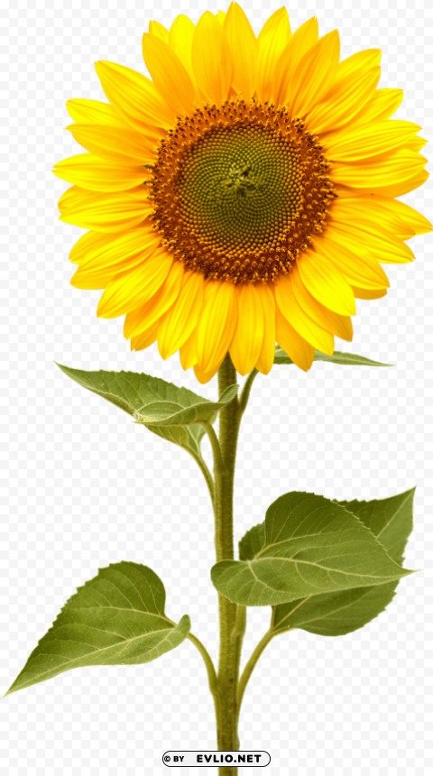 sunflower PNG Image Isolated with High Clarity