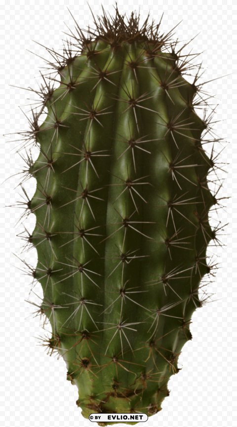 cactus Clear PNG image