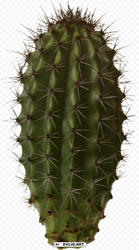 cactus Transparent PNG pictures archive