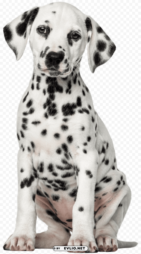 dalmatian dog PNG graphics with transparent backdrop