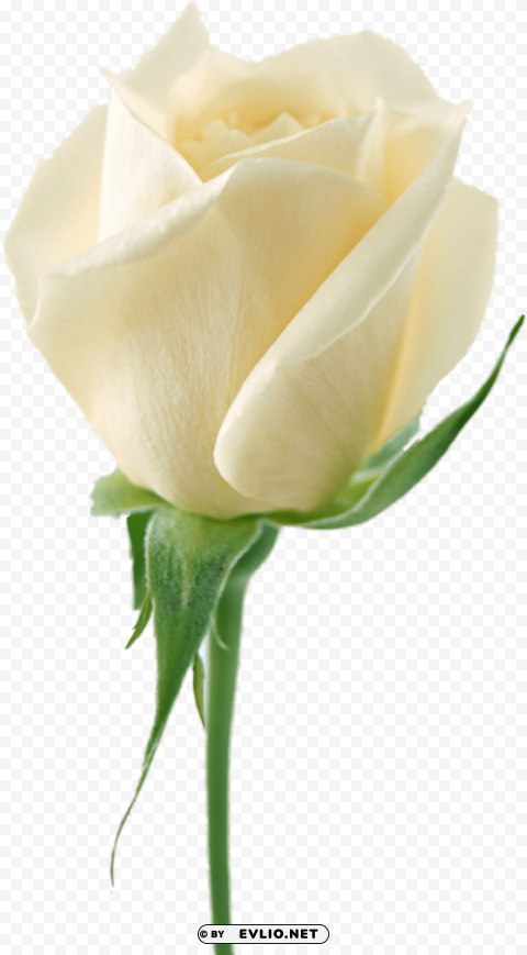 PNG image of white roses PNG for use with a clear background - Image ID d66b7473