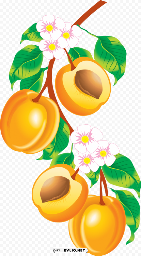 peach HighResolution Transparent PNG Isolated Item
