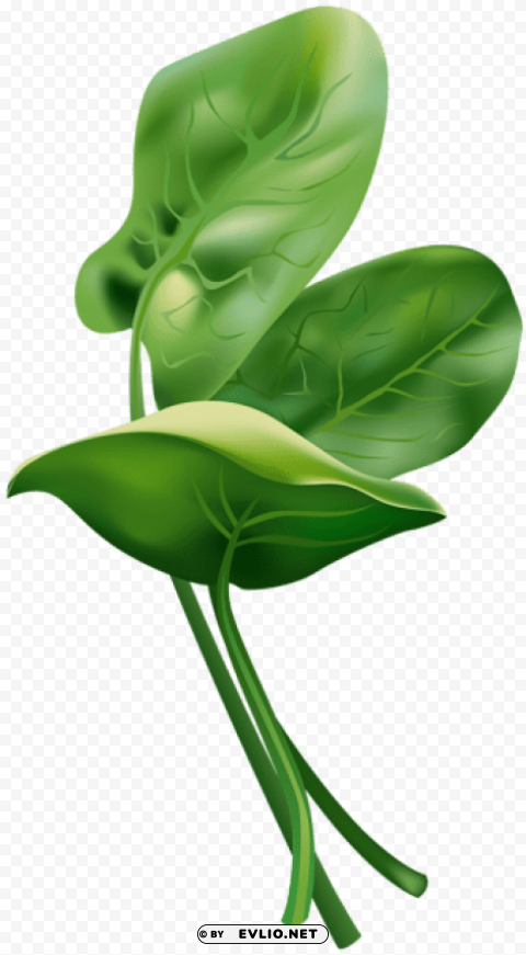 spinach free High-resolution transparent PNG images comprehensive assortment