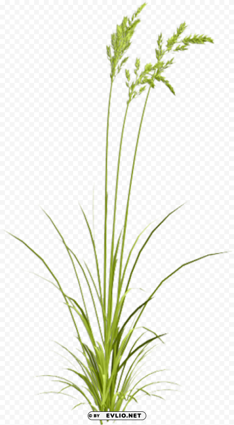 Sweet Grass HighQuality Transparent PNG Isolated Art