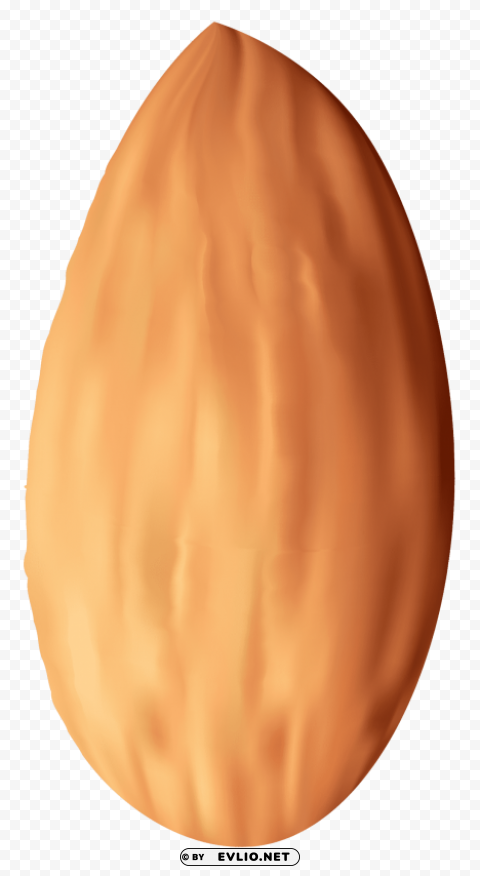 almond nut PNG photo with transparency