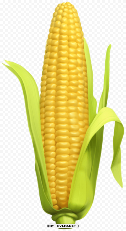 corn Clear background PNG images diverse assortment